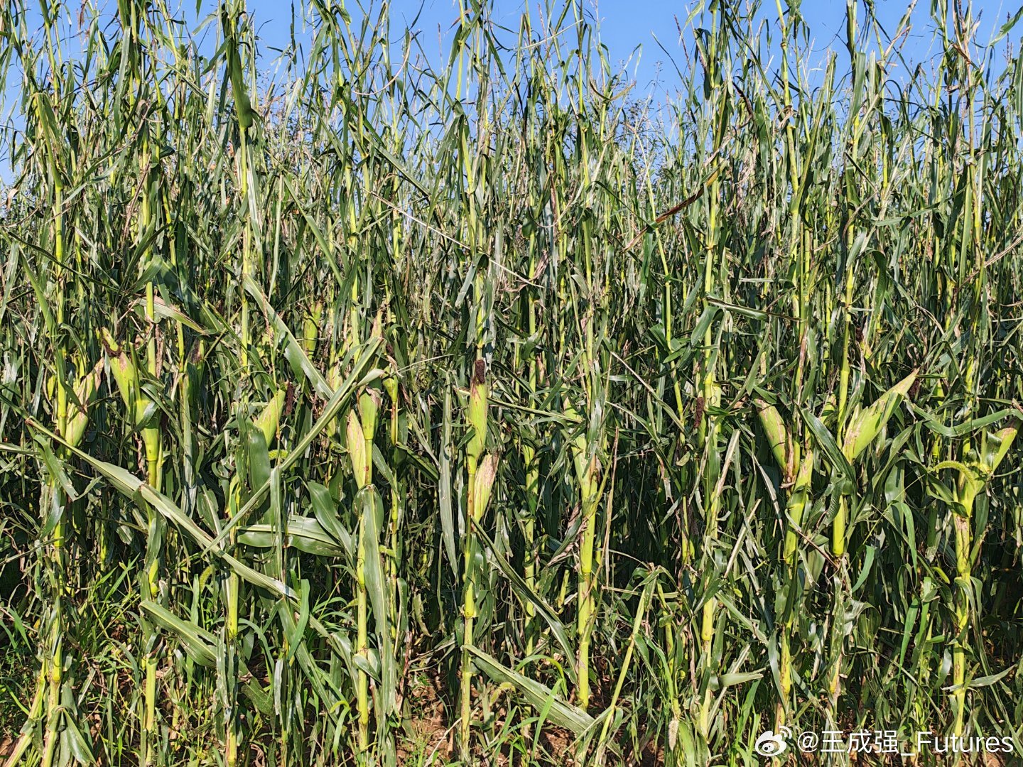 玉米被冰雹砸落叶成这样，旁边果园受灾的指示器。 延安·居生村