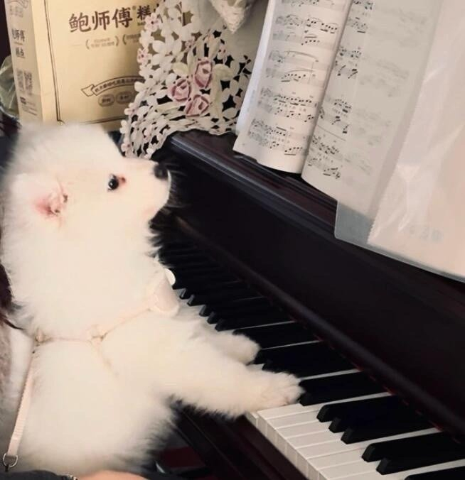 萨摩耶：一首《月亮代表小狗的心》送给大家 