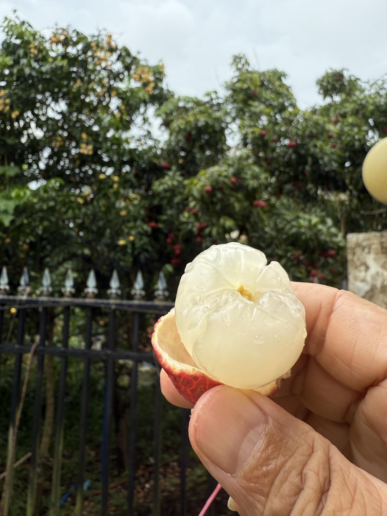 朱Sir旅行日记之增城农庄摘荔枝游记
7月初的一个下午，我们两家人驱车前往增城的