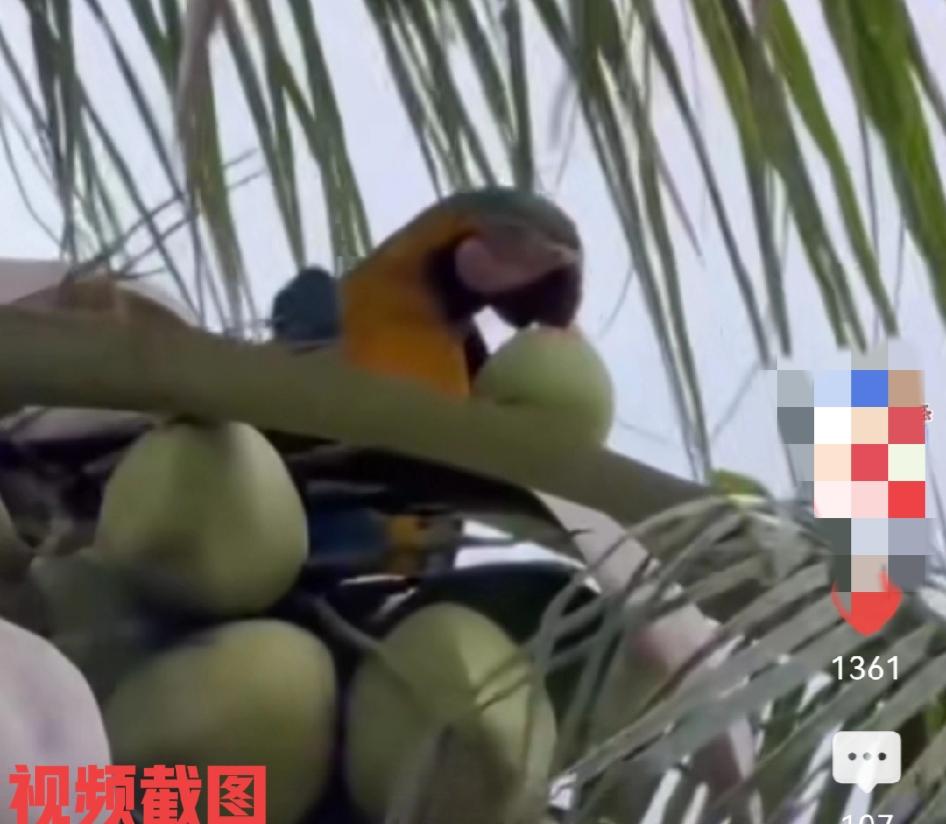 有人意外拍下鹦鹉喝椰子水一幕。

看样子每个动物都有自己存在的生活方式，都会利用