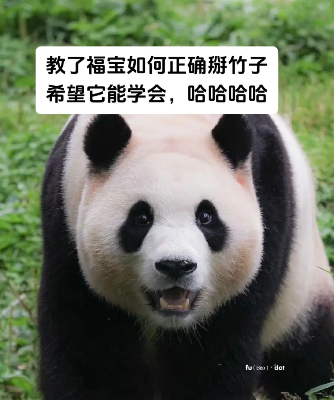 教了福宝如何正确掰竹子希望它能学会，哈哈哈哈