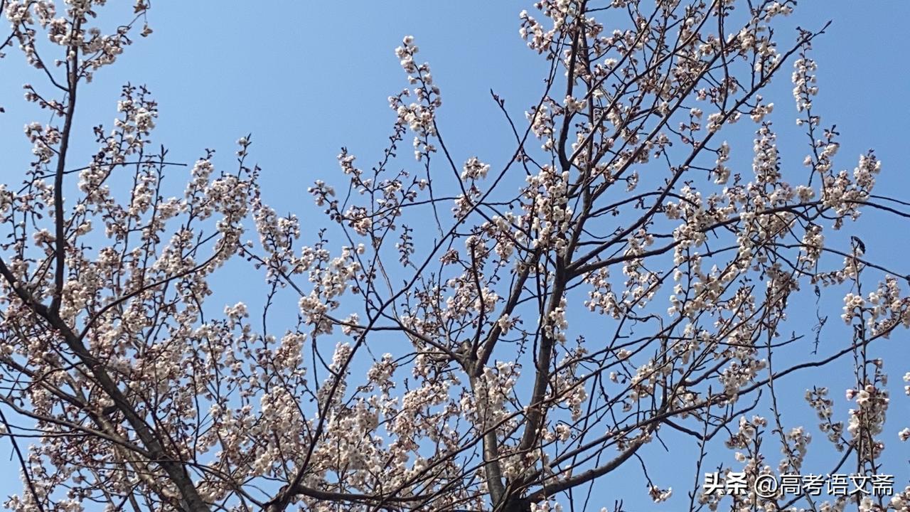 新年爱好打卡春日暖阳下，樱花盛开，美不胜收！🌸🌸🌸
