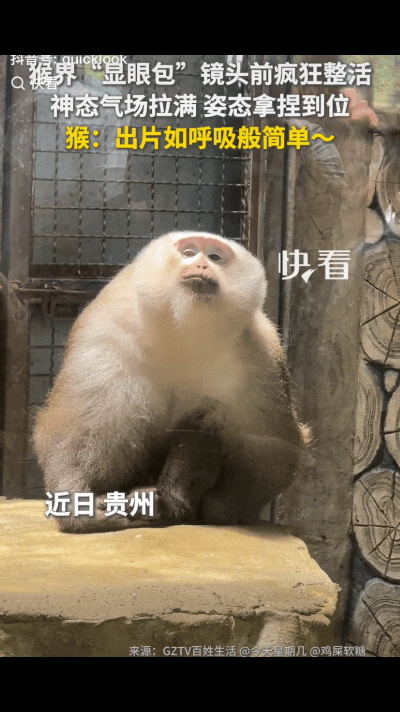“终于火到新华社了！”贵阳黔灵山动物园的猴界“显眼包”，没有剧本，没有排练，看见