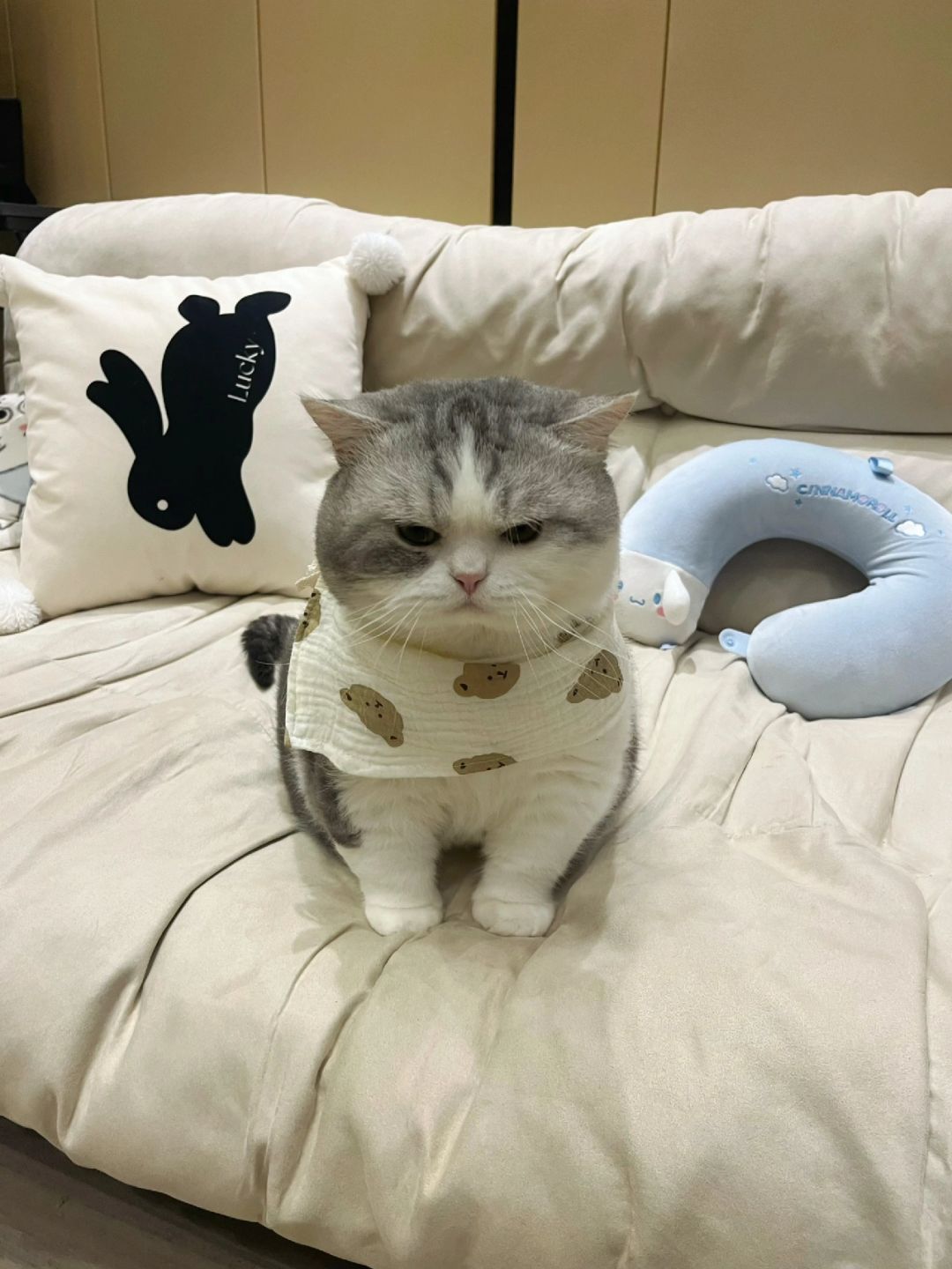 被小母猫打了就这样了..