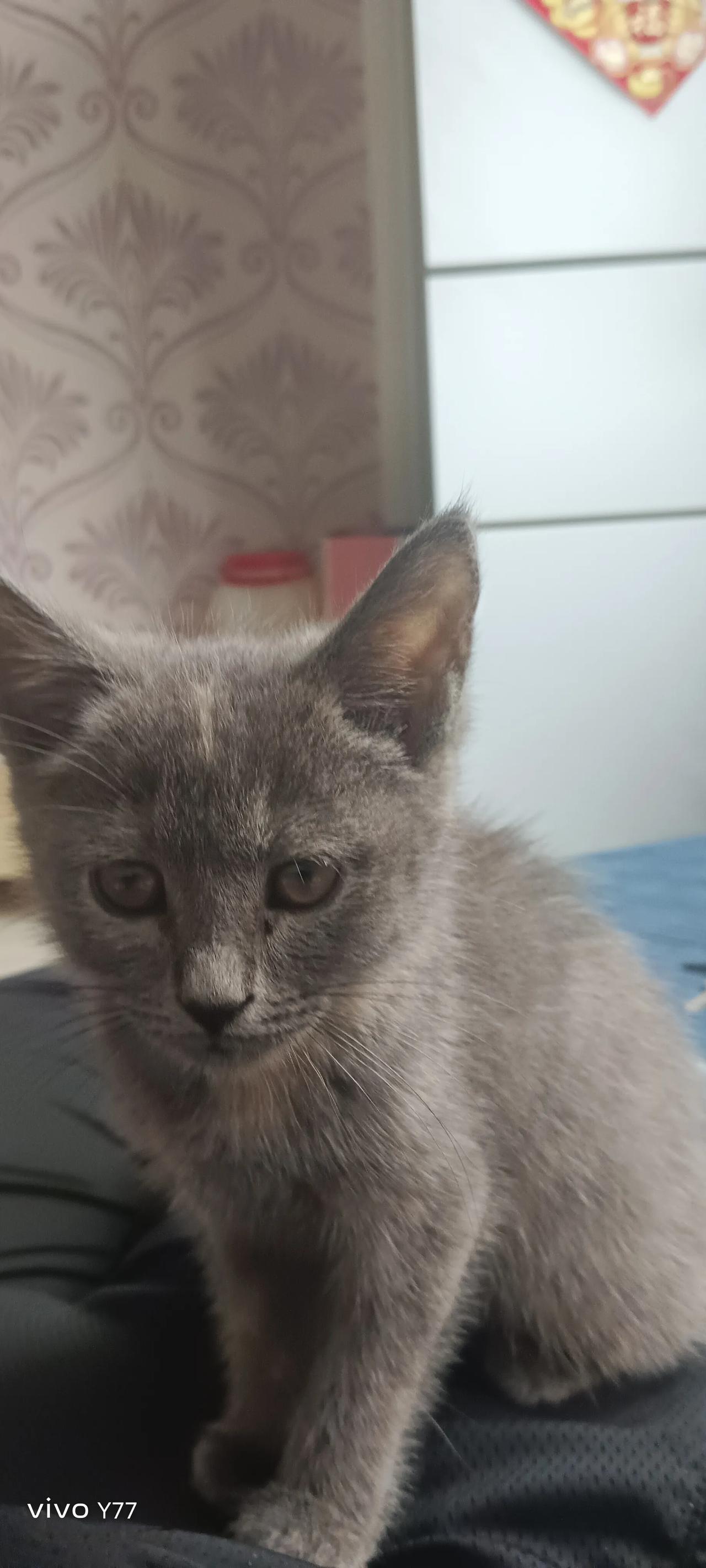 #分享一张你家猫咪的可爱照片#没心没肺吃了就是睡[灵光一闪][来看我]#猫咪大明