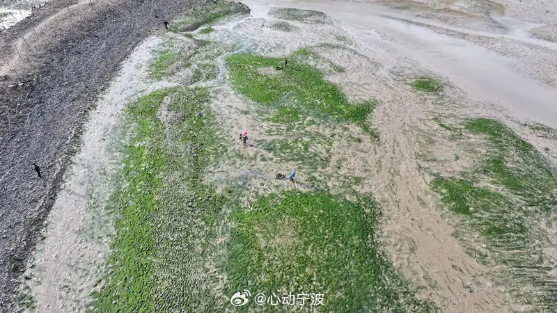 宁波苔农靠采海苔日入千元 春日来临，象山西沪港迎来海苔采收旺季，黄避岙乡农户趁潮