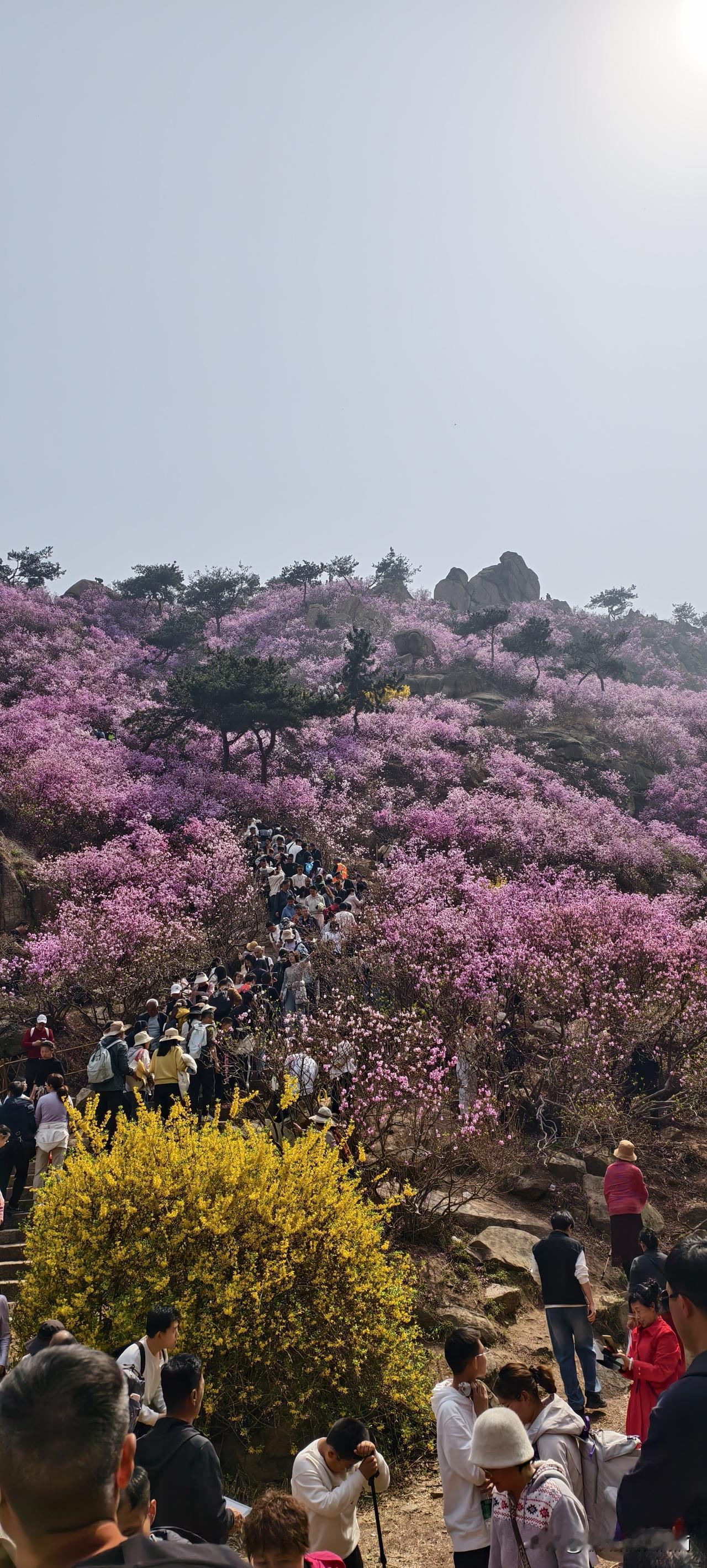 周末去了一趟大珠山，漫山遍野的杜鹃花，粉的、紫的、红的，像打翻了调色盘🎨

但