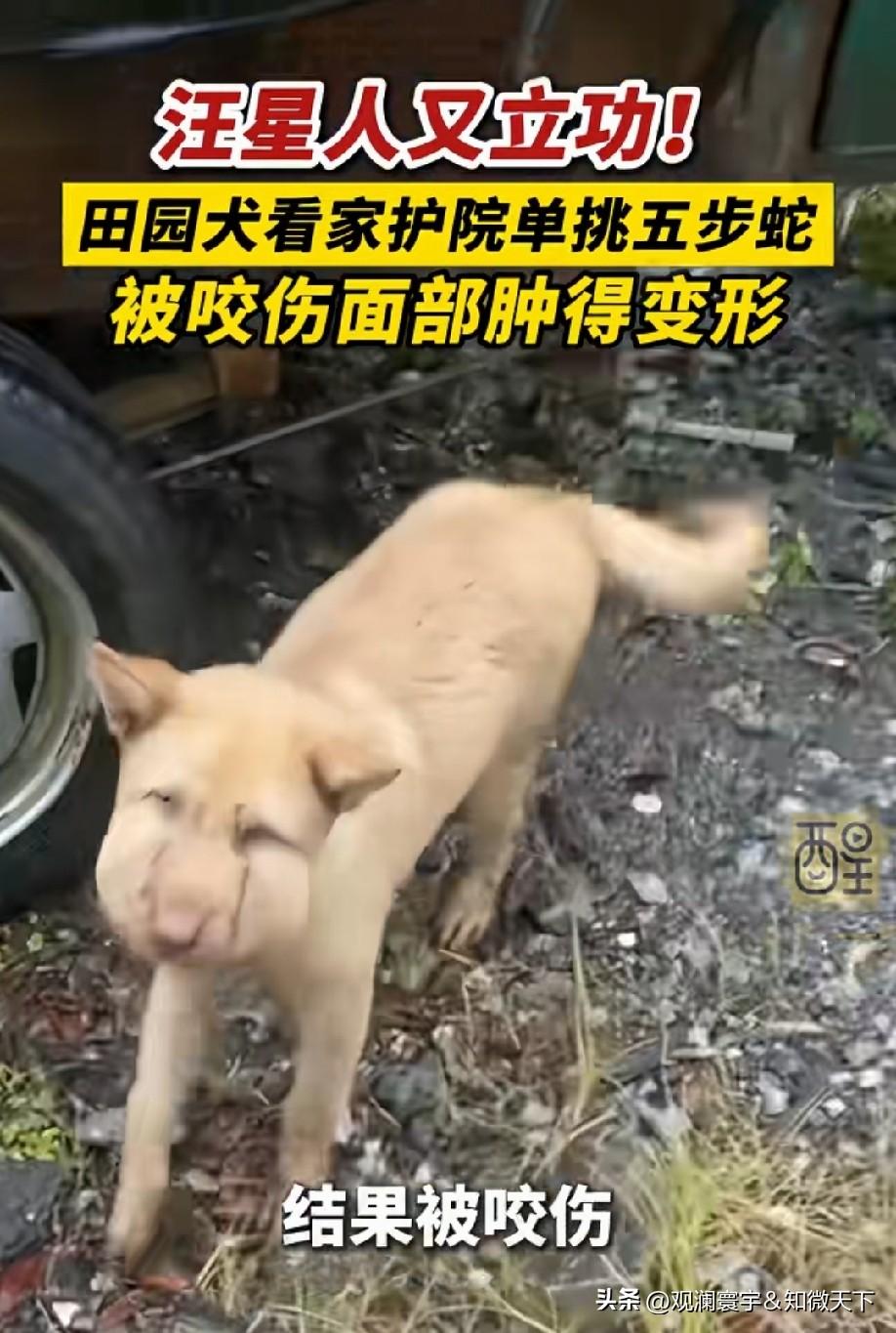 被五步蛇咬伤，又没有抗病毒血清，按道理来说撑不了多久，它是咋活下来的？