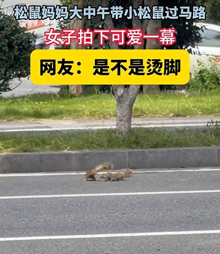 正午烈日当头，路面被晒得滚烫，市民陈女士在路上偶遇暖心一幕：松鼠妈妈领着几只幼崽