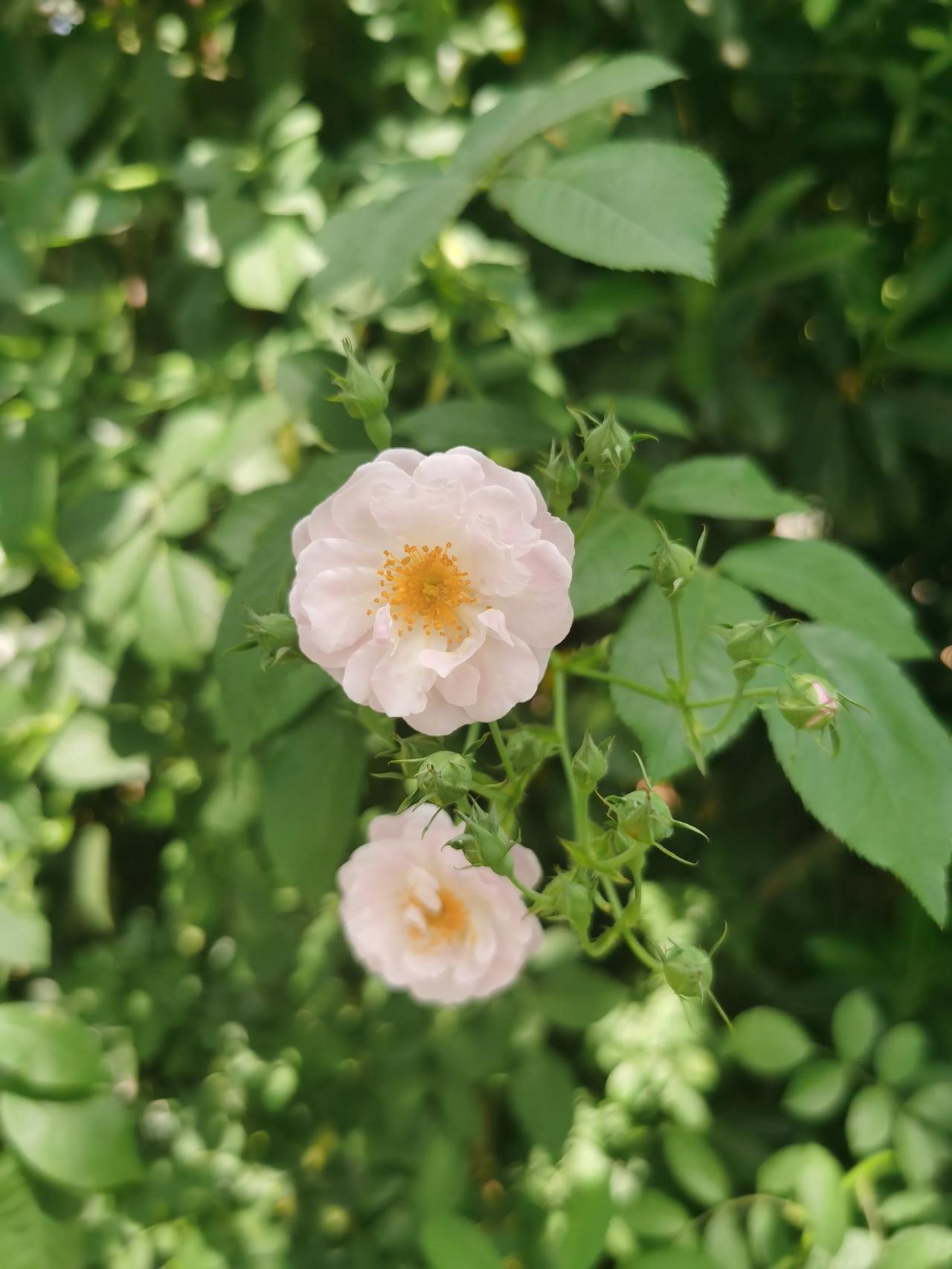 因有花开，故而有拍花人。