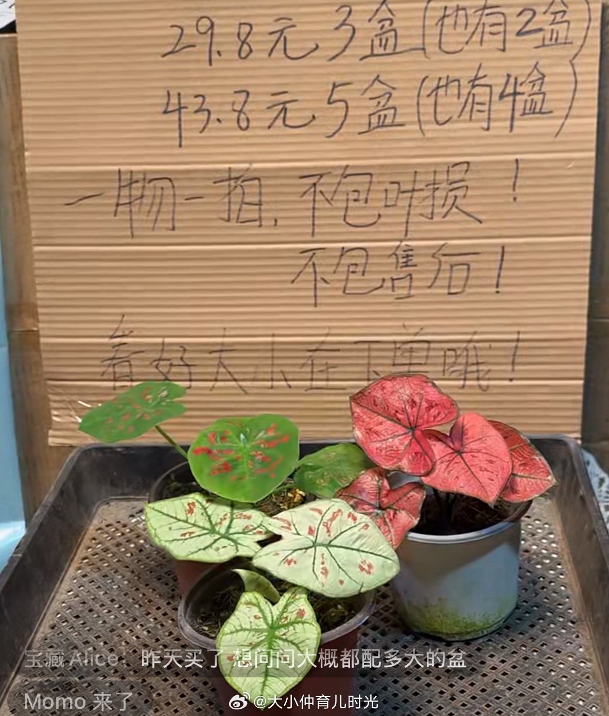 发现陪娃学袭，太费脑了[捂嘴哭]立马头痛🤦终于能躺了，直播快收尾了吧，昨天播到