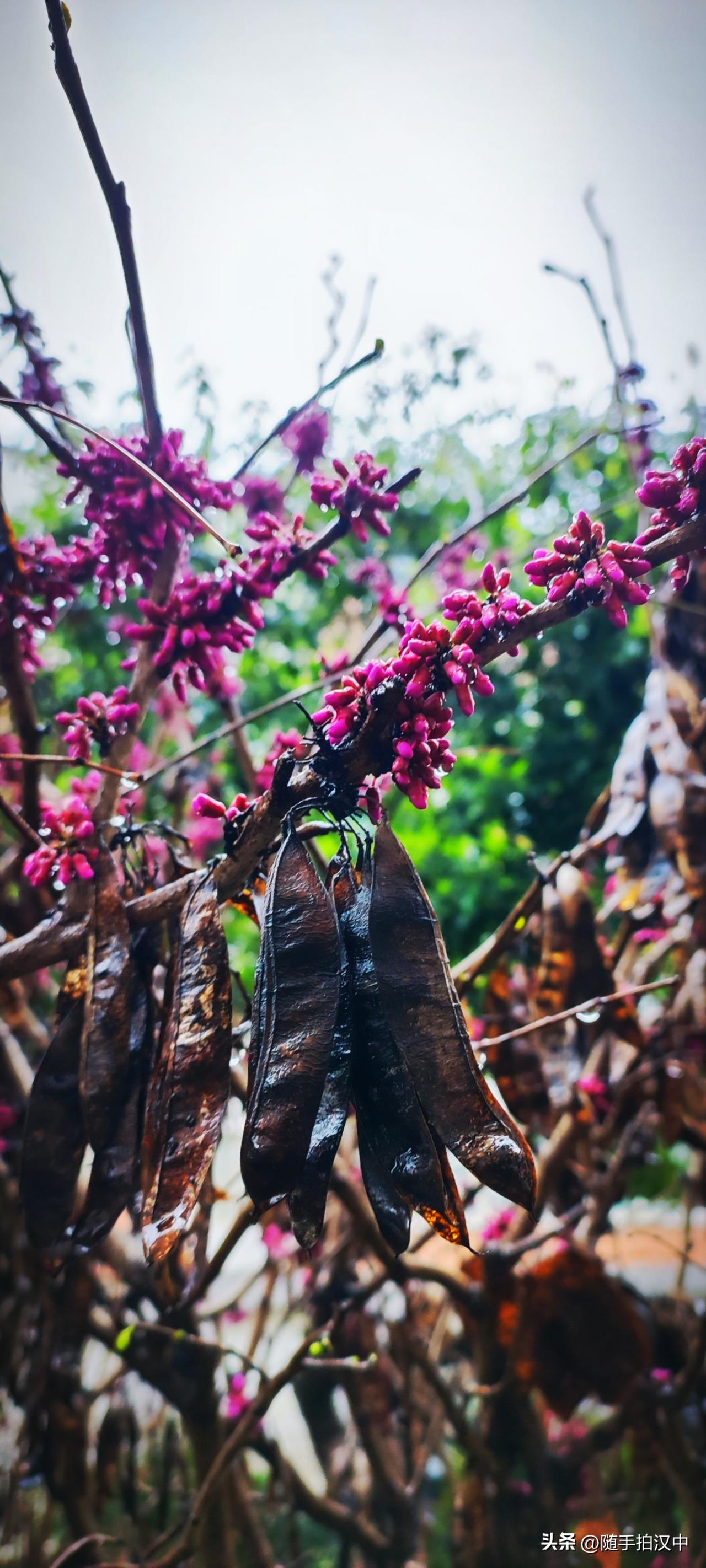 春日生活打卡季楼前的绿地里有一株紫荆，连日雨水淅沥，仍是成簇成团的开得热烈，宛如