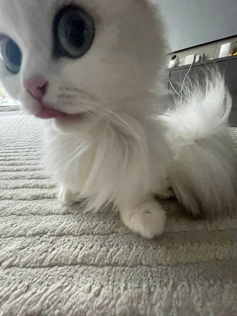 50357【丑猫】这时髦啊 