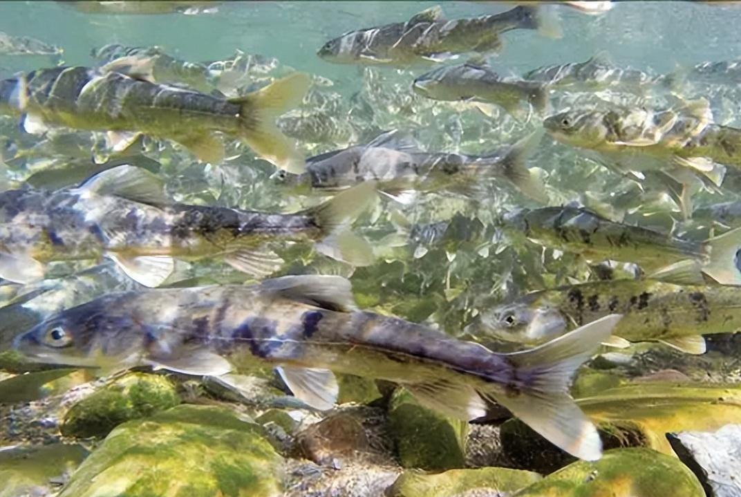 青海保护了20年湟鱼，现在泛滥成灾？为何无人敢吃？生活在青海湖附近的70岁的老人