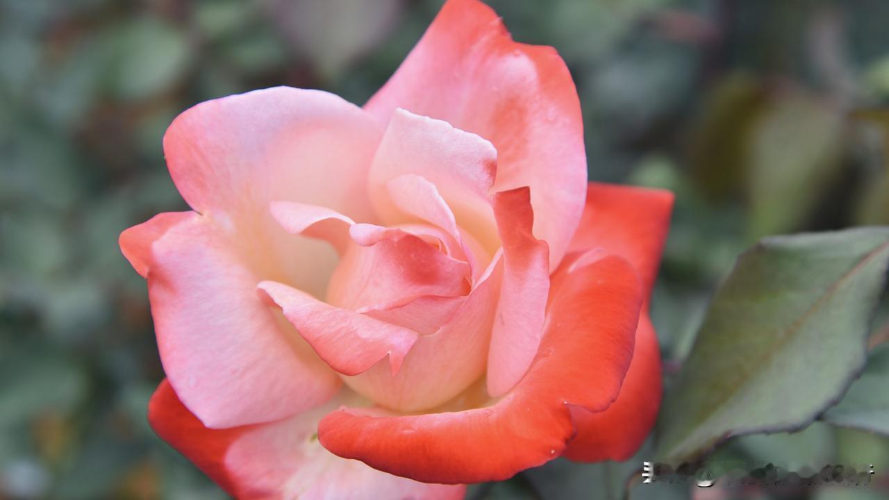 晒图笔记大赛春风和煦，五颜六色、花姿绰约的月季花迎春绽放随手拍花草。 月季 晒晒