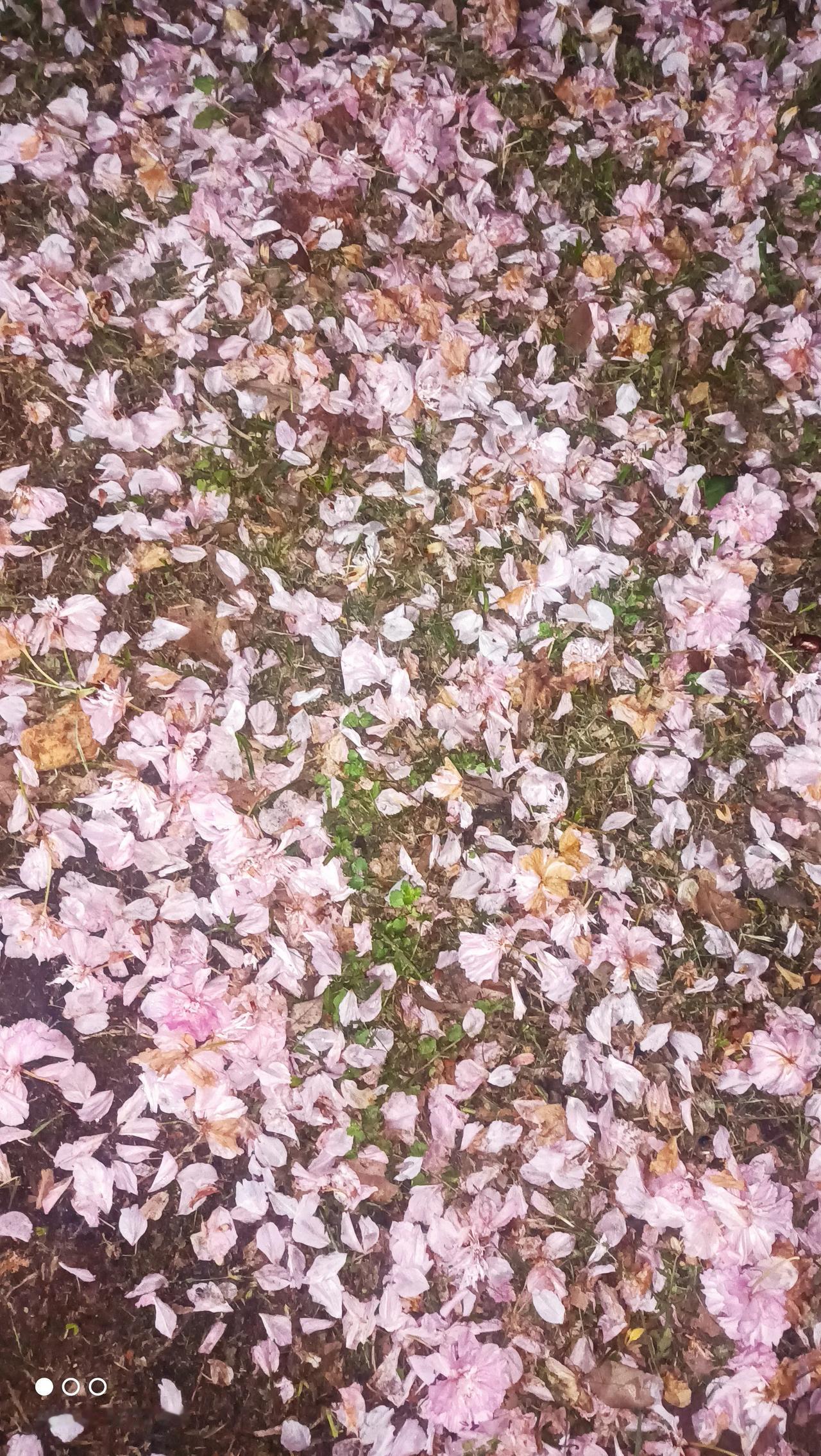 从来没有见过一个男人在我面前哭得如此撕心裂肺，说是以后再也见不到自己的母亲了！那