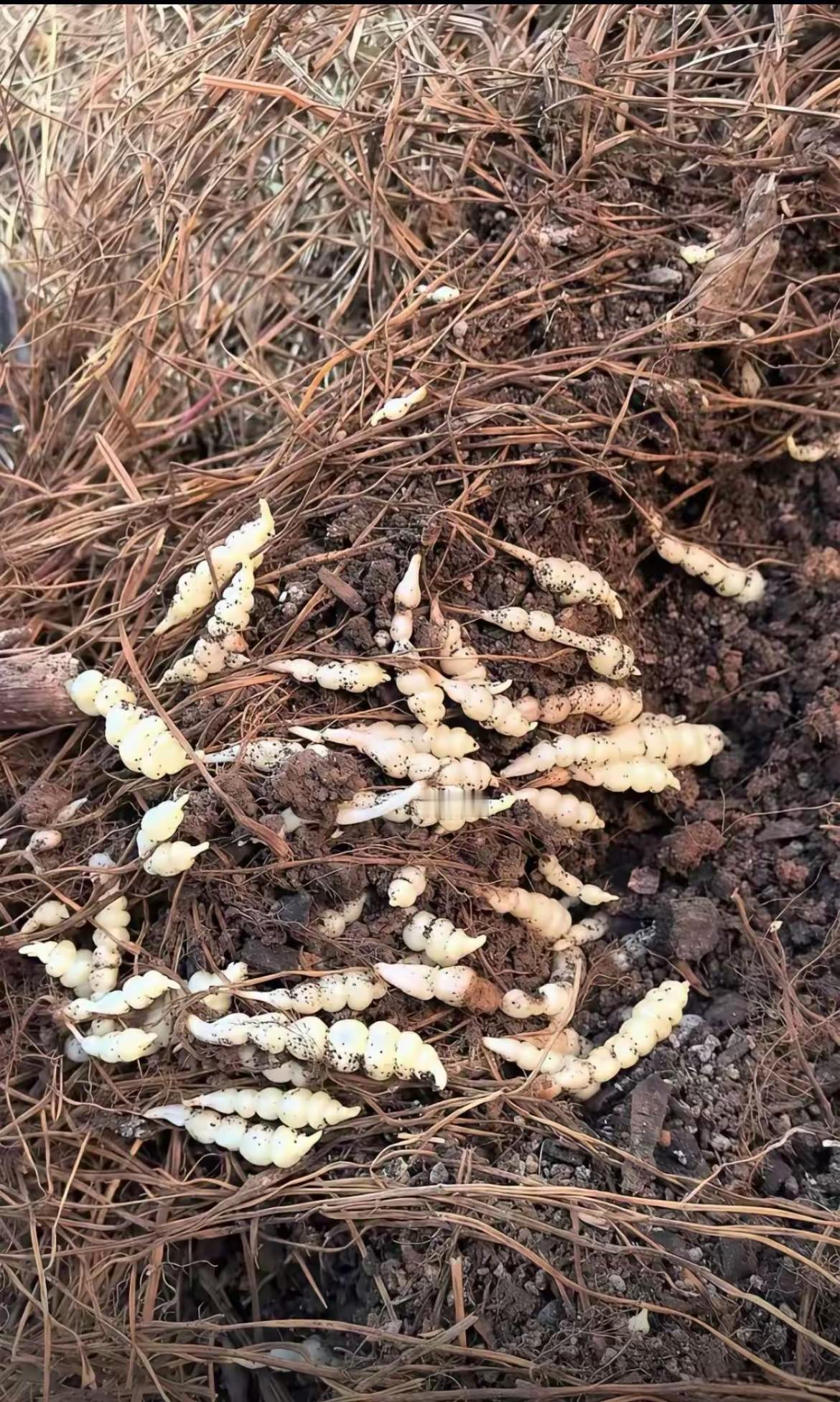 一位网友在野地里挖到很多这样的“洋姜”和我们在市场看到的不一样，有网友说这是“地