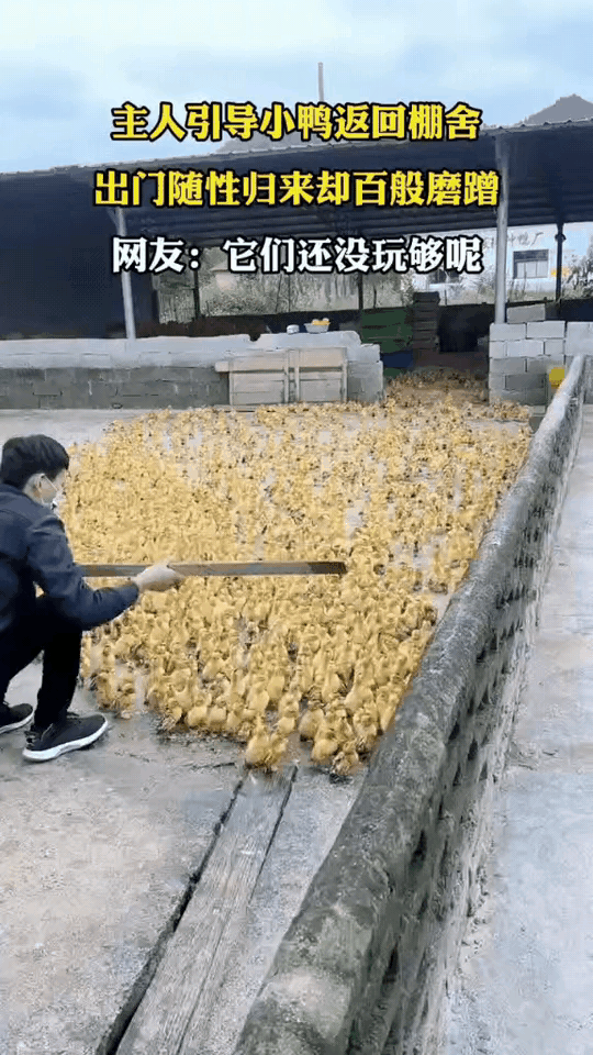 这届小鸭子也太调皮了！
出去玩的时候撒欢乱跑，一个比一个疯，可到了该回窝的时候，