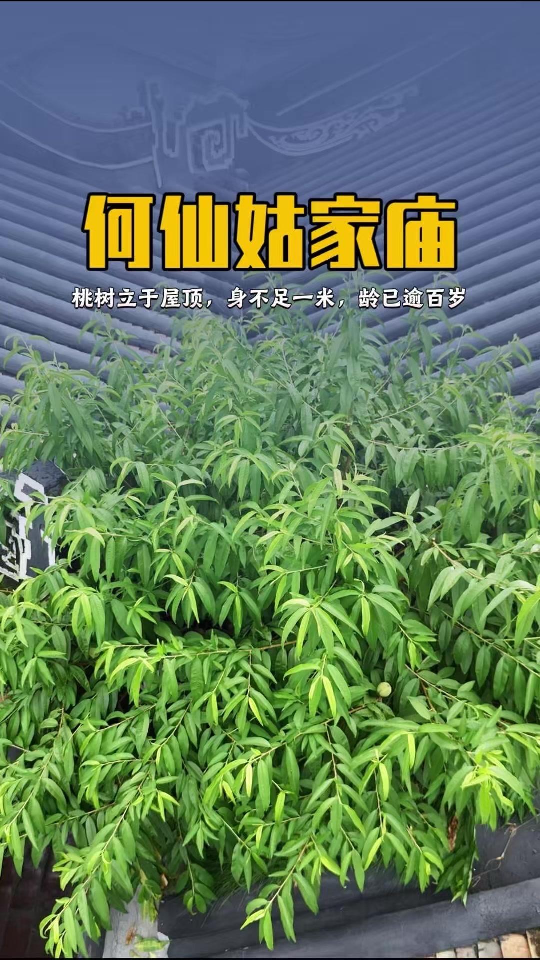 屋顶古桃超震撼！🌳增城何仙姑庙前有株神奇古桃树，身高不足一米却已逾百岁，根在瓦