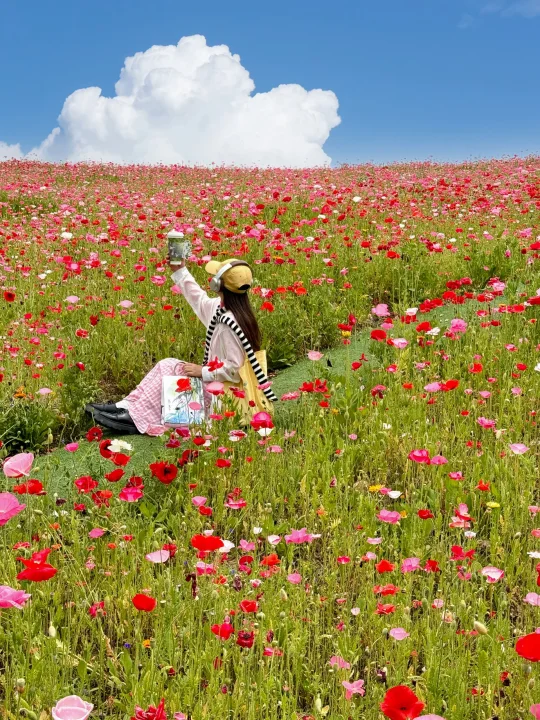 在成都！！唯一想去无数次的虞美人花海💐