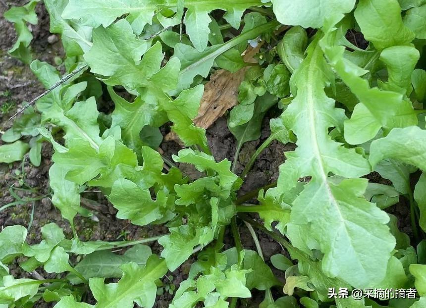人间烟火，各有活法。
有人吃肉求痛快，有人食草求心安。
 
趁春风正好，上山转一