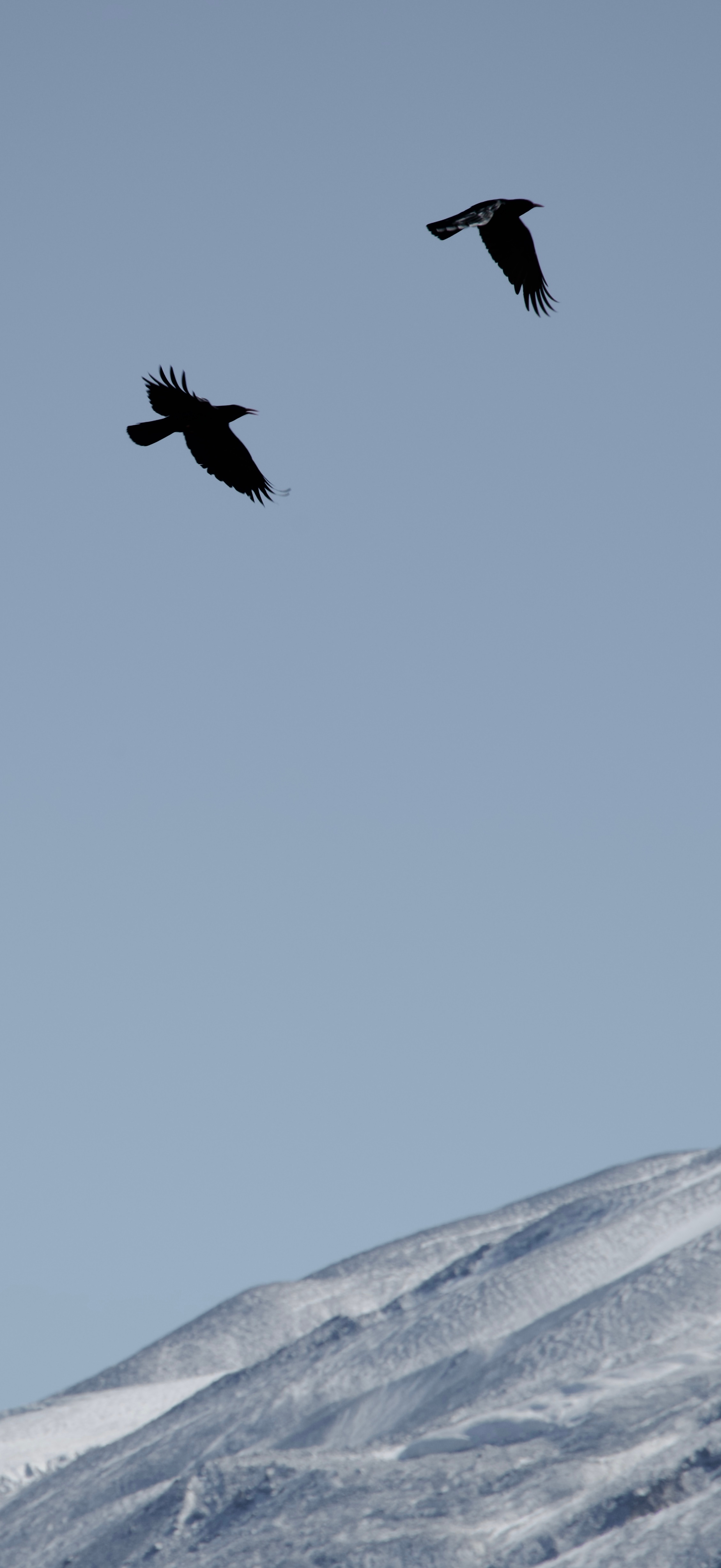 拿了去年4月份第一次用相机的废片裁了一张手机壁纸还挺有意思的耶红烧小狮子头佑酱的