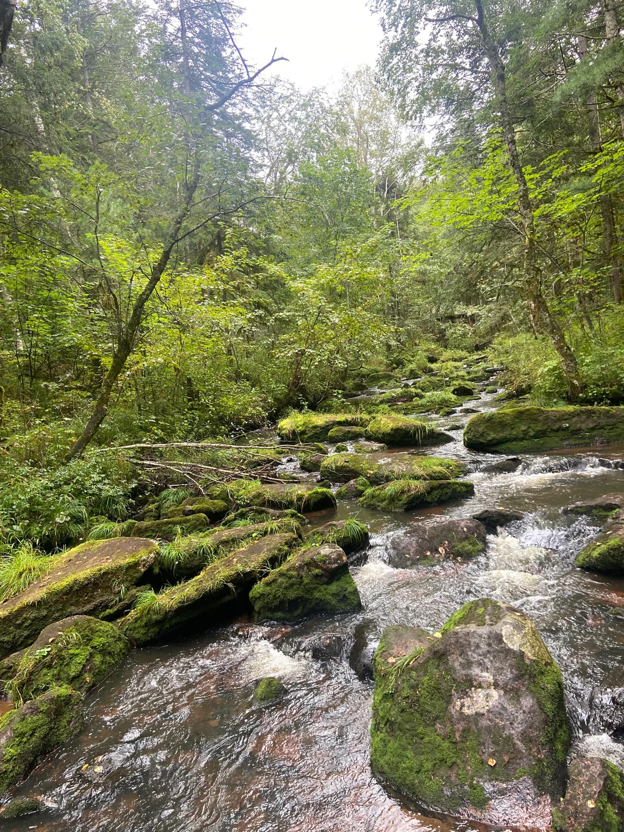 漫步原始森林

心旷神怡

氧气很足
#秋日生活打卡季#
