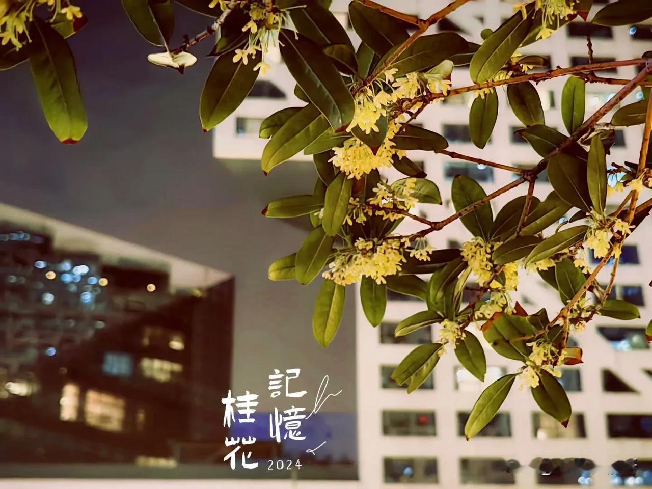迟来的桂花更香。
桂花该开时不开，到了深秋仍开来补起，希望这香气能久远些。
我喜