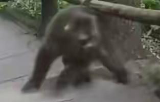 野生藏酋猴性情比较顽劣，但游客正常行走，不主动挑衅攻击猴子，不过度尖叫奔跑，保持