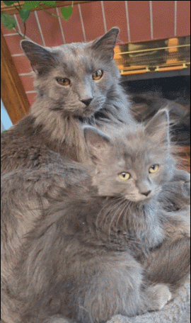 家里的大猫咪接纳了这只小猫 ​​​