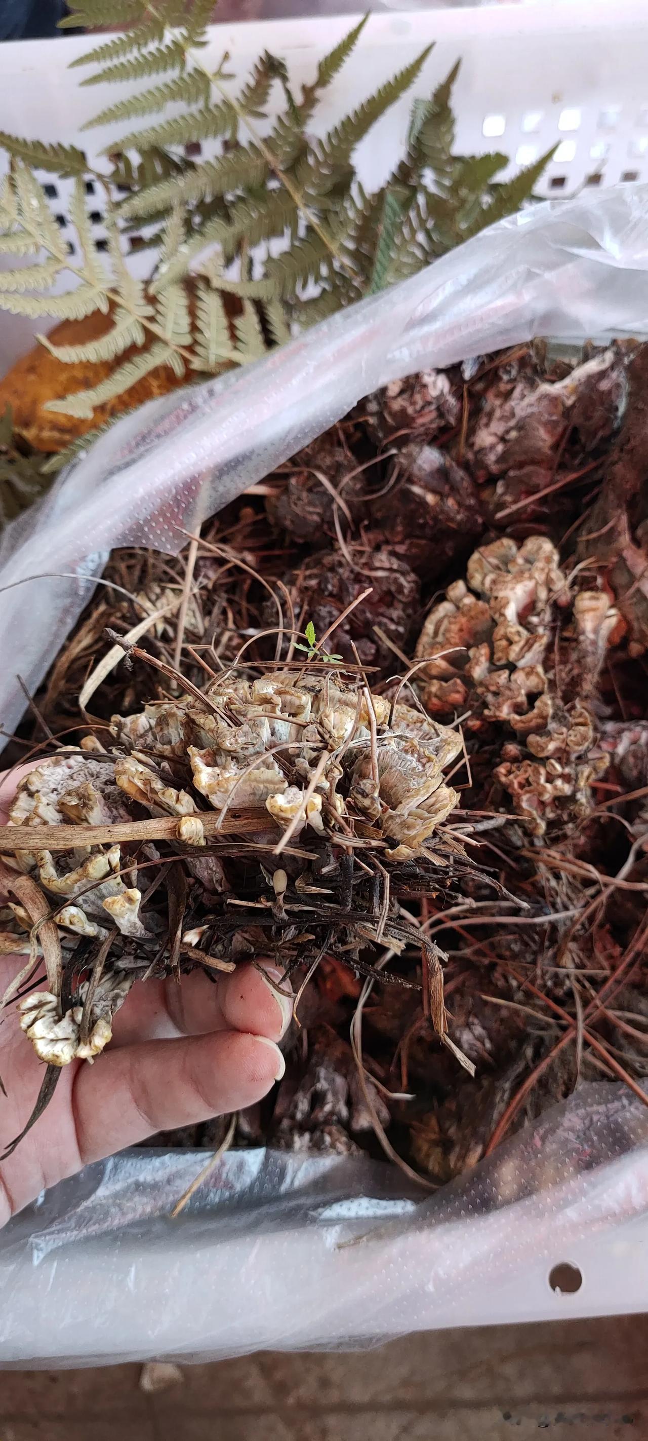 这是什么野生蘑菇啊，咋这么贵呢？200多一斤啊[流泪]
