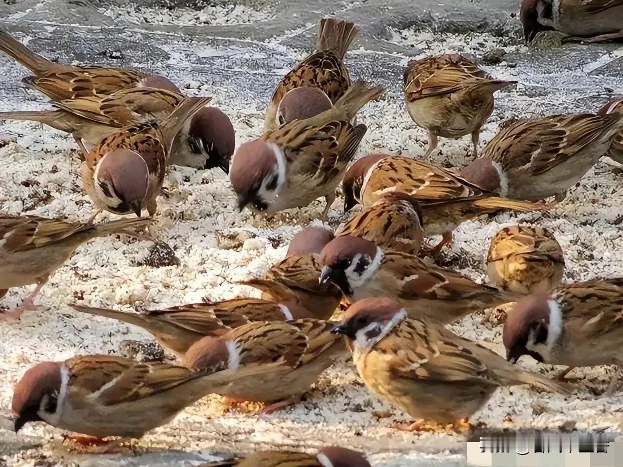 阴历九月初一，老话说“三九冷不冷，就看九月初一”，让人不禁好奇今年三九是不是会冷