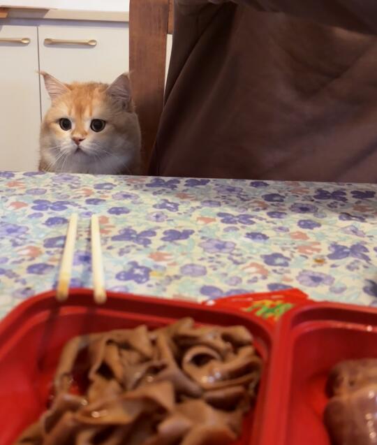 没有对食物的渴望只有不明所以的痴痴眼神