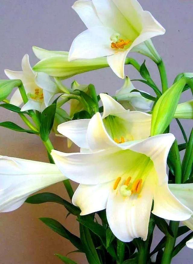 念奴娇 · 咏白百合
 
素英凝雪，溯千年芳事，幽怀谁识。鳞瓣团团相抱处，暗契家