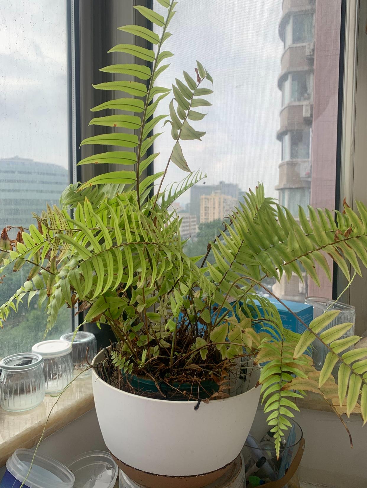 晒晒我的这棵波斯顿肾蕨
波士顿蕨真的是个宝藏植物，株高30-50厘米，幼苗时直直