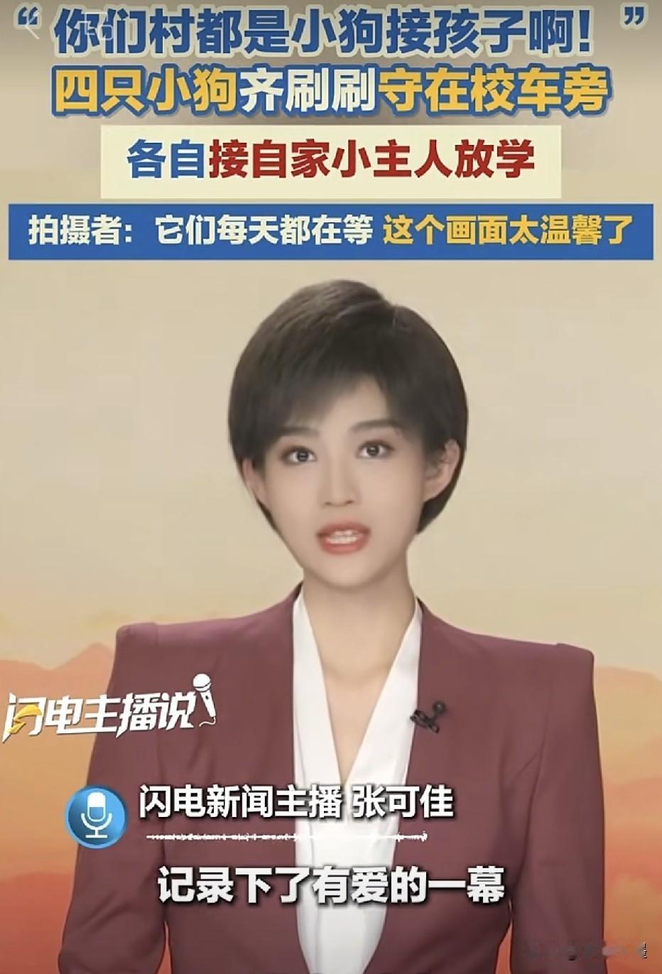 山东青岛，有几只小狗，每天都会在校车接送点等自家小主人放学归来。校车来之前，它们