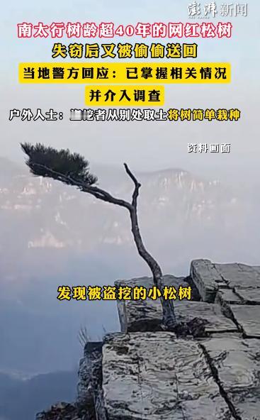 5月20日，据报道，河南南太行，此前消失的一棵火遍户外圈、树龄超40年的网红崖松