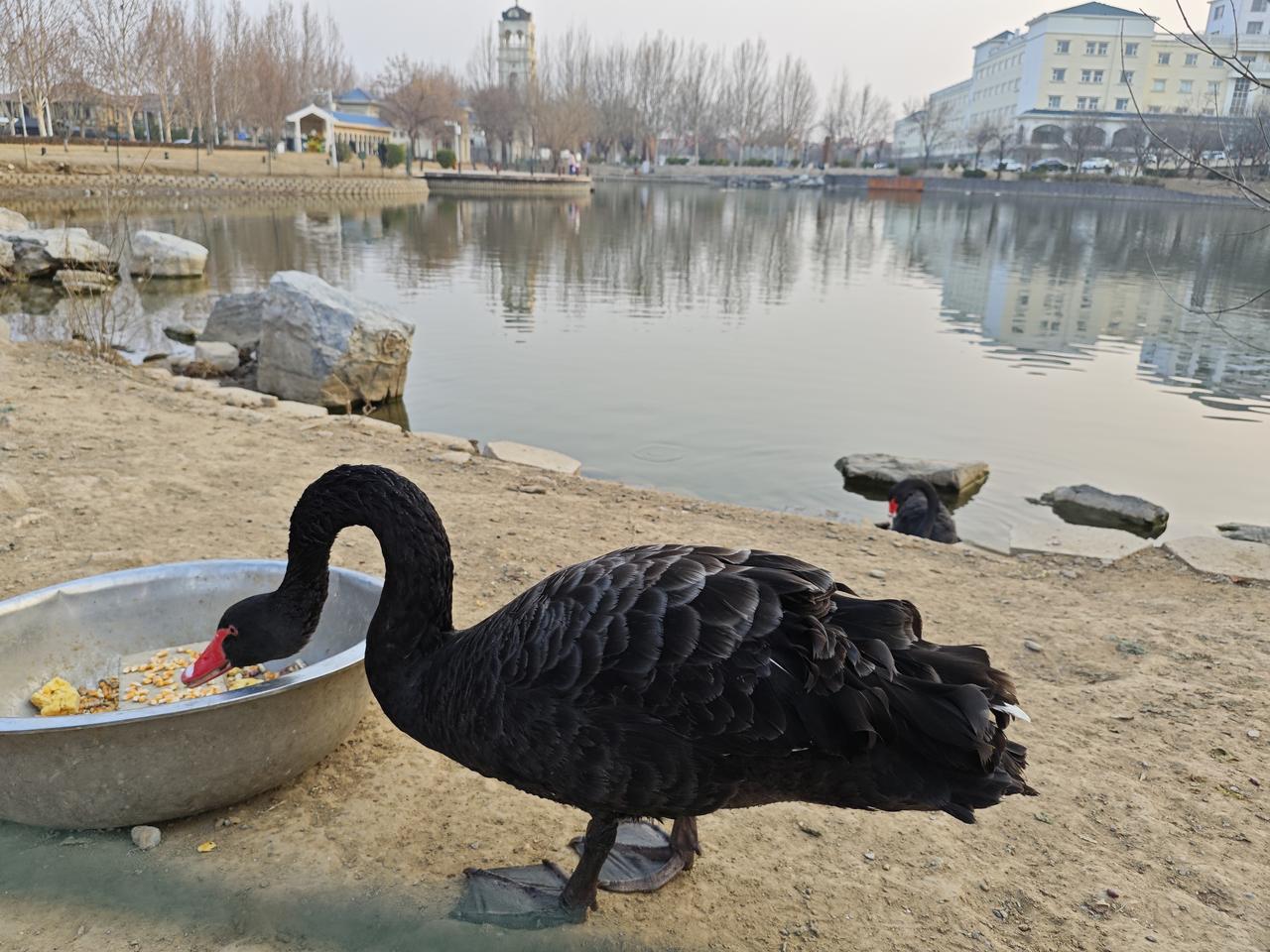 【黑天鹅后的反攻，谁在深V处起舞？】今天的早盘，确实让不少人心跳加速。黑天鹅事件