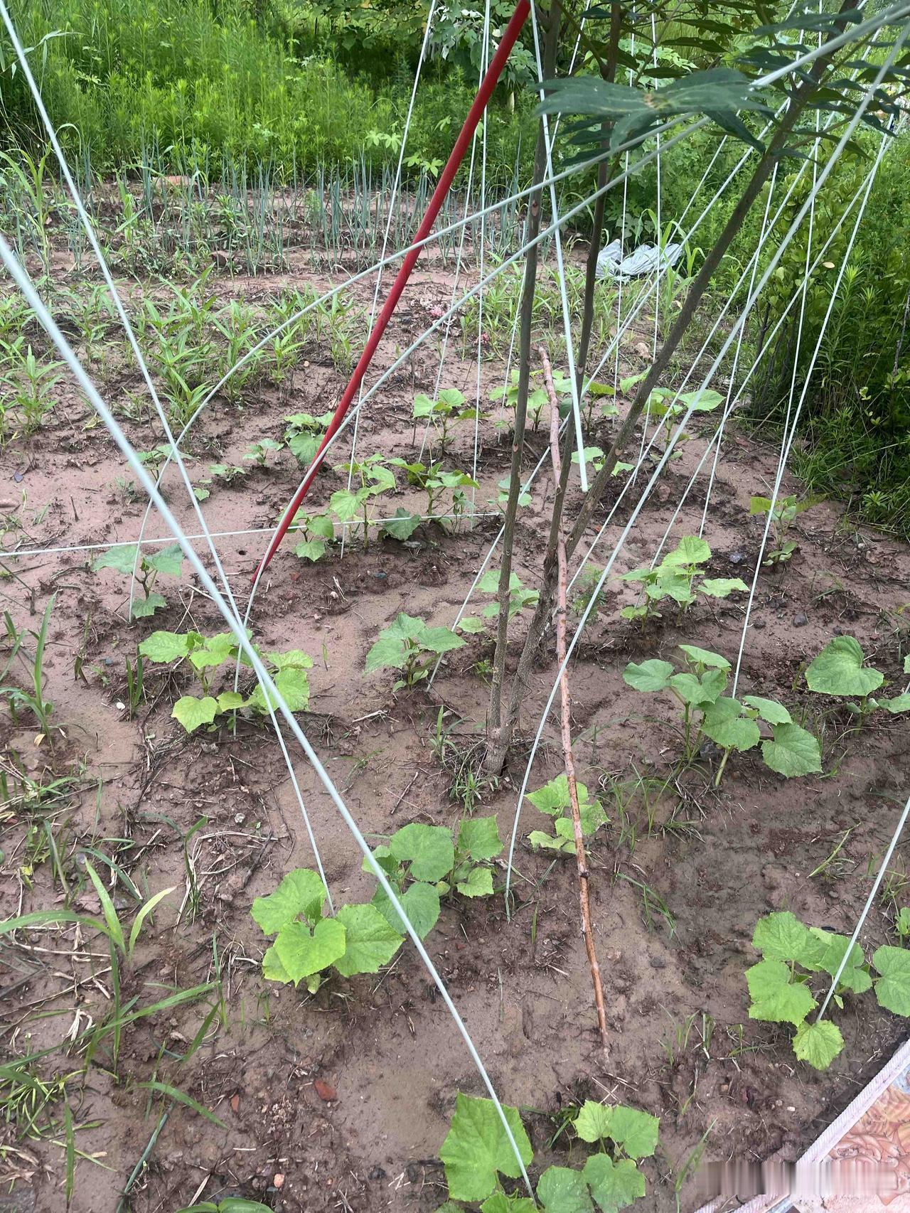 雨季纪实。
上周三返乡奔丧，周六完事回返。
我发现我走前挖的菜秧行距间的沟被冲平