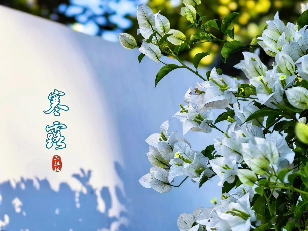 寒露至，秋意满，郑州三角梅却开得暖融融。今天逛人民公园看到三角梅开得十分热烈，挺