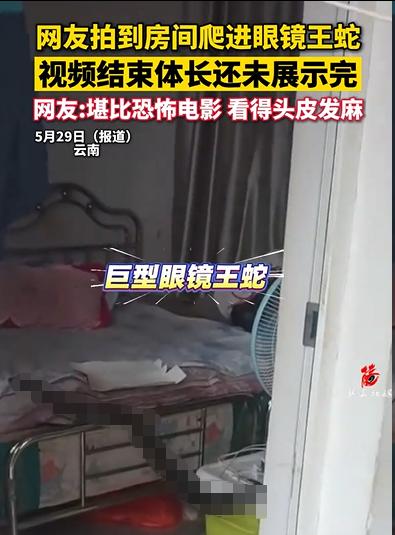 云南一女子去卧室睡觉，发现衣柜下有动静。她一开始以为是老鼠，小心翼翼探头查看，结