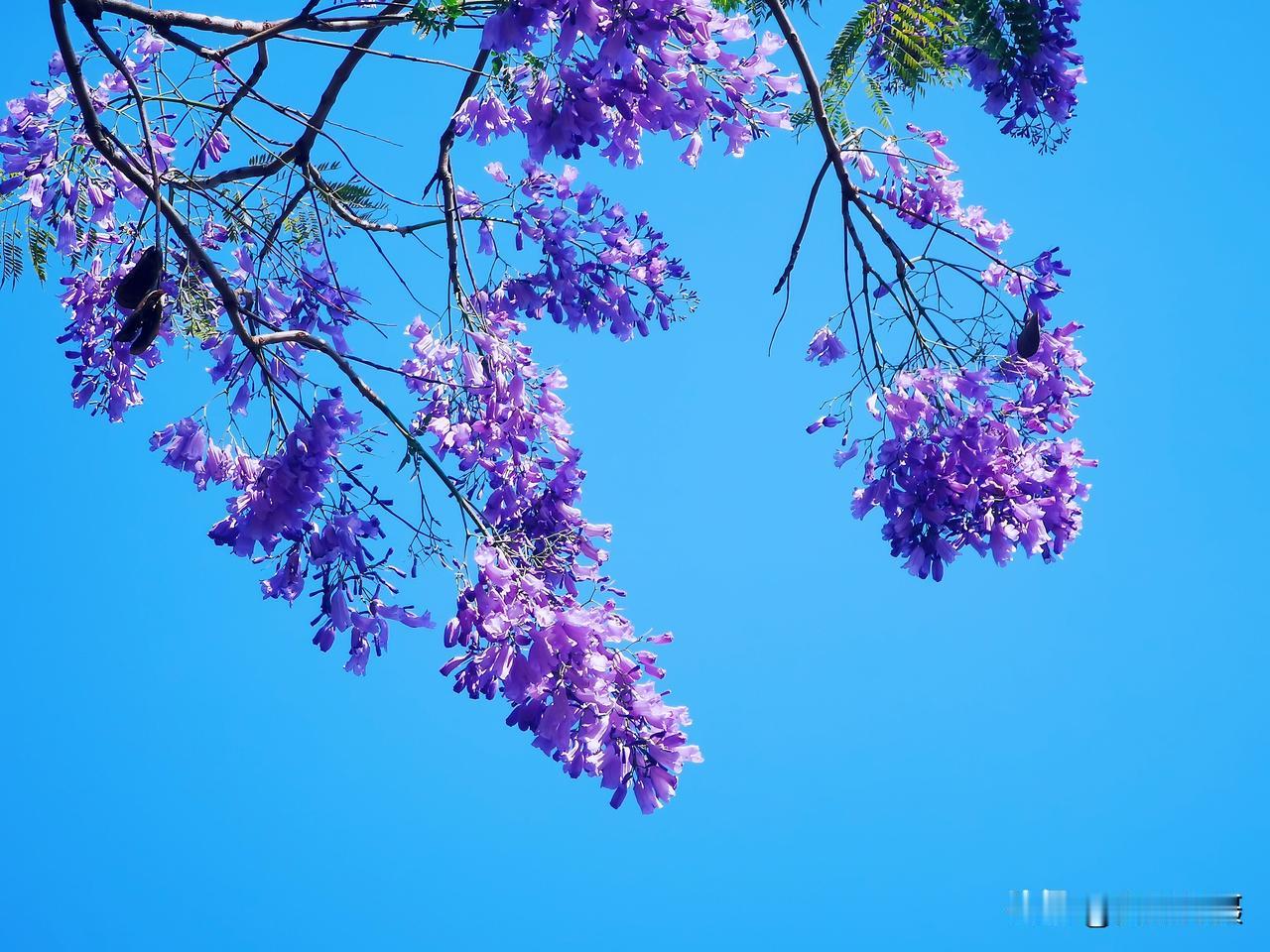 春日生活打卡季柳州滨江东路遇见蓝花楹。
