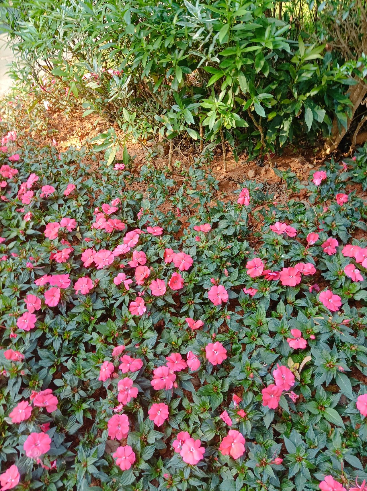 分享一张你相册的拍的花在外面路边人行道上拍的花，成片的开放，太美了