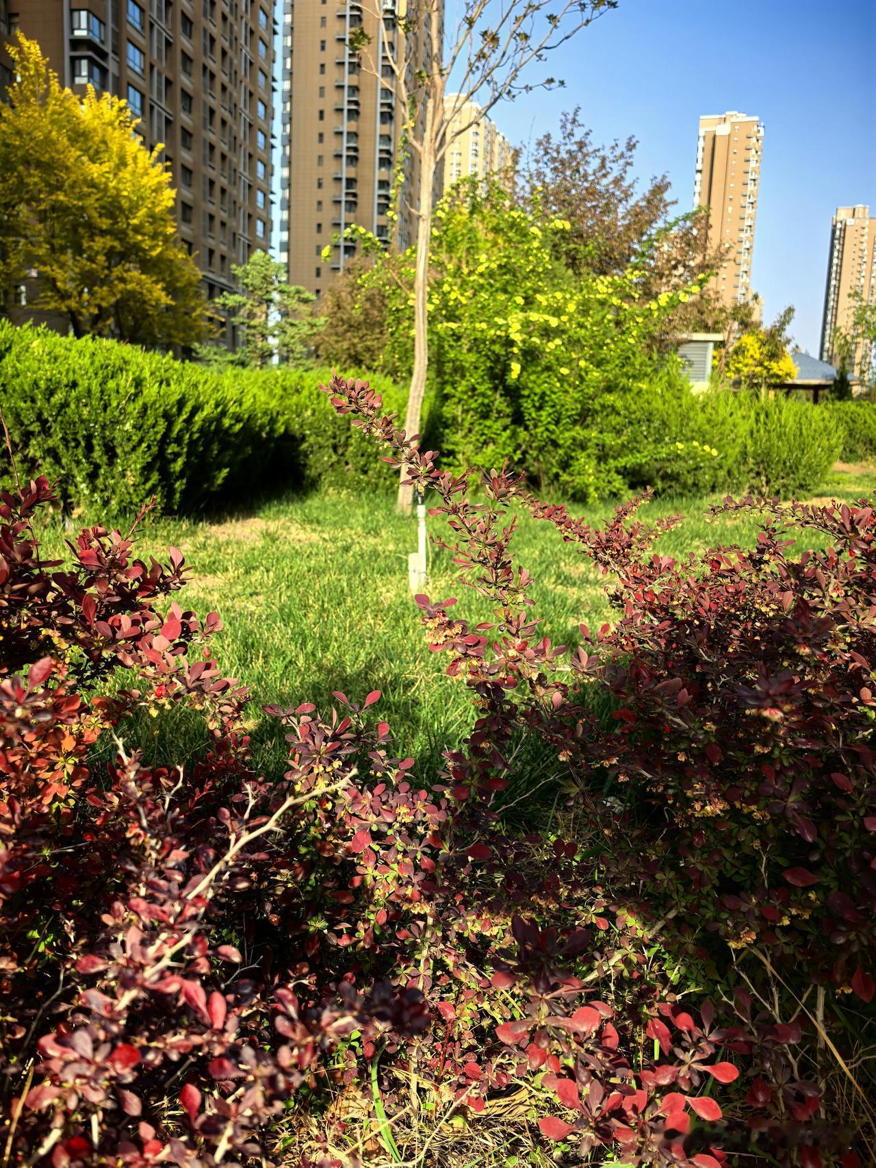 春满社区，绿意撞进眼底心头。