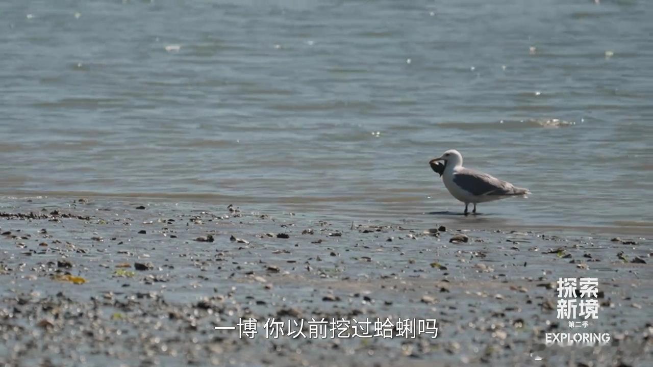 说到王一博气运之子，大家可能都会提到座头鲸，巨型蛤蜊等，但这只海鸥也很欧气啊，画