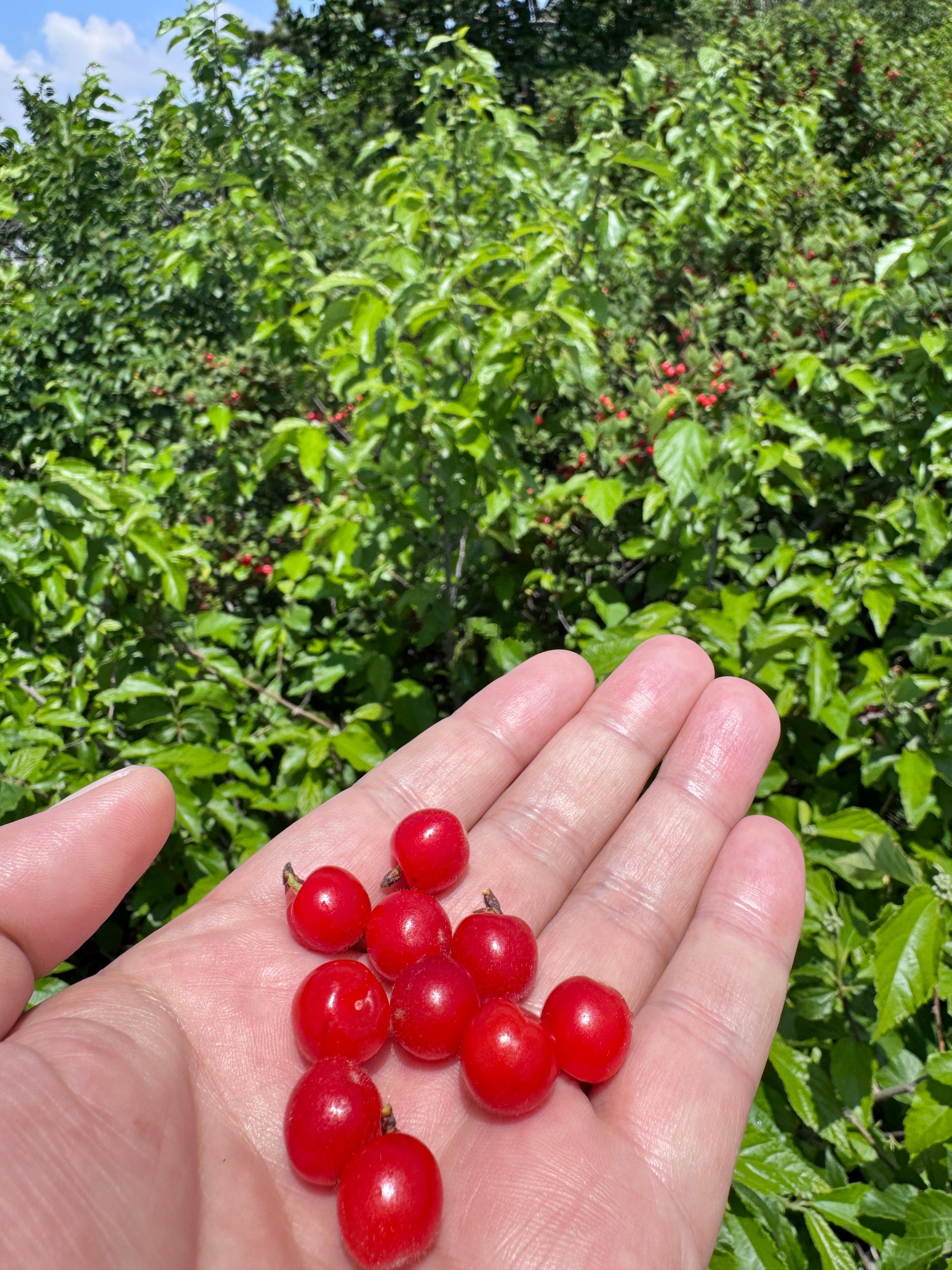 满仓芯周边，一只涨停三只红 