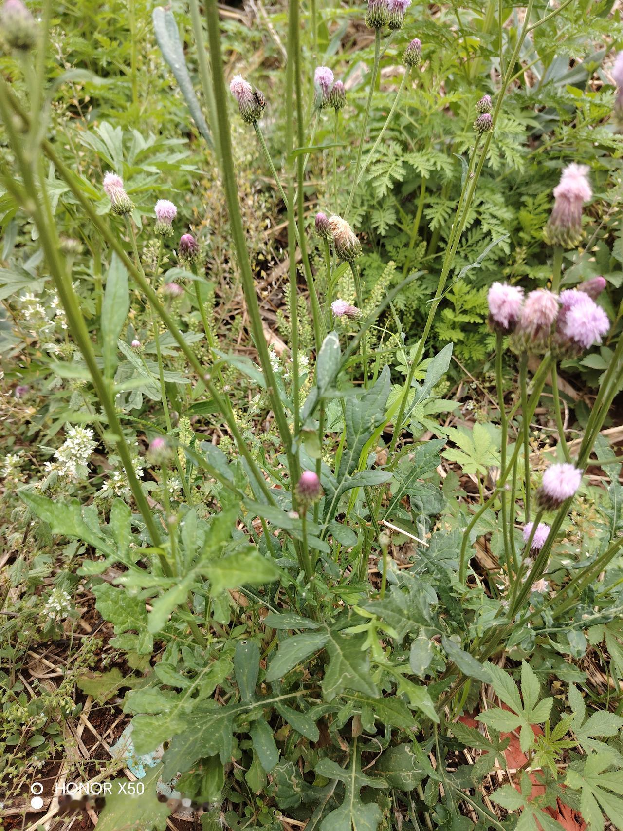 野花盛开，自然之美尽收眼底！🌸🌿