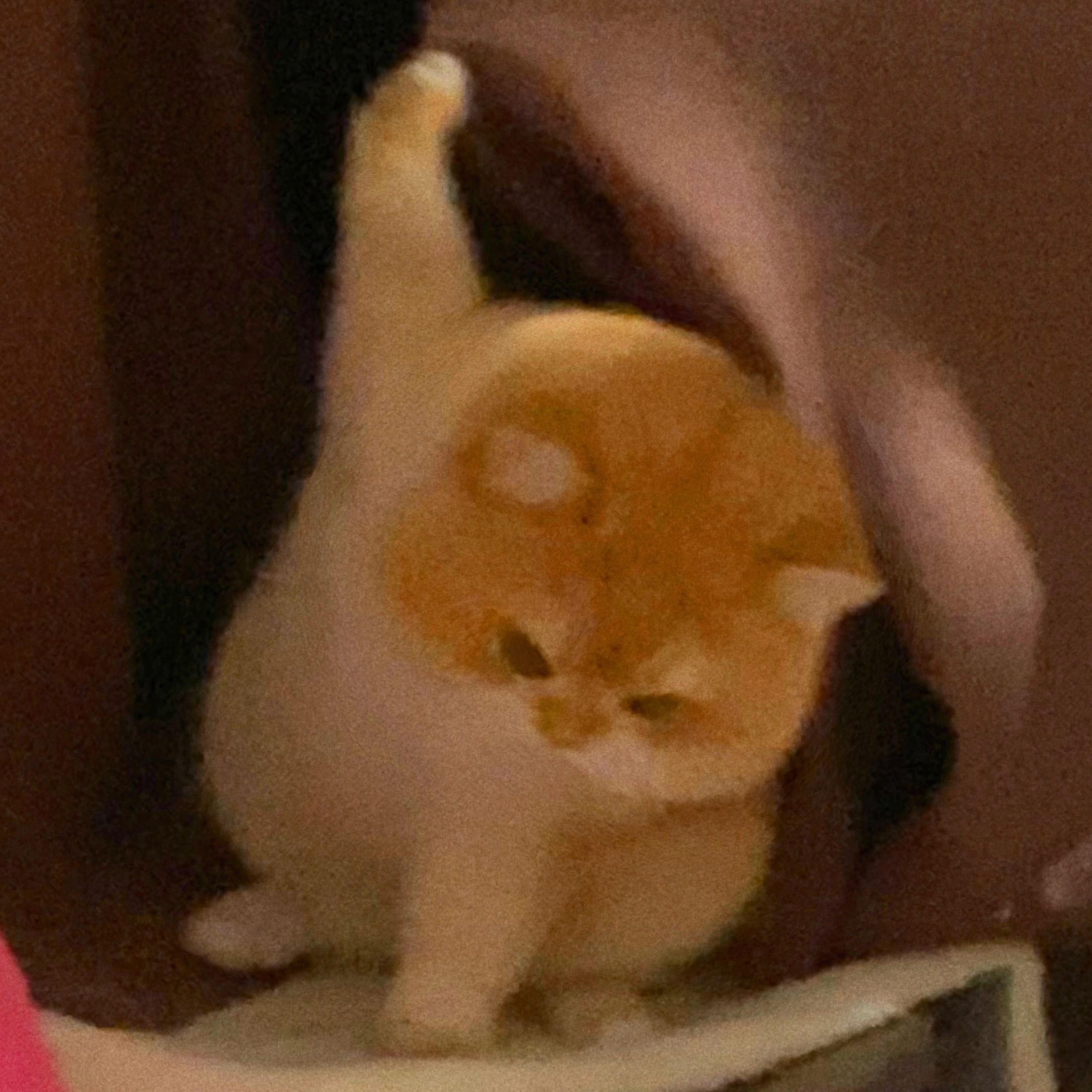 太喜欢这组猫咪表情包了[哇] ​​​