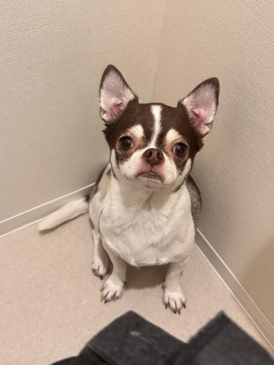 粘人精小扑满｜吉娃娃日常