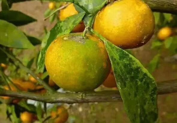 柑橘长青苔？别愁！一招搞定🌿

柑橘树干、叶片全是青苔😫
挡住阳光、堵死气孔